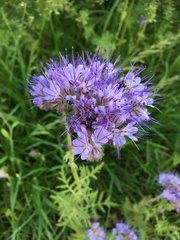 Phacelia tanacetifolia