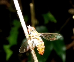 Toxomerus pulchellus