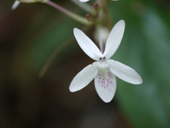 Pseuderanthemum latifolium