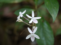Pseuderanthemum latifolium