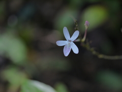 Pseuderanthemum latifolium