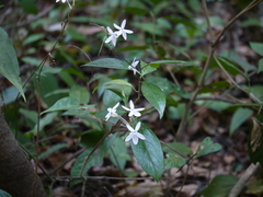 Pseuderanthemum latifolium