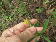 Lysimachia lanceolata