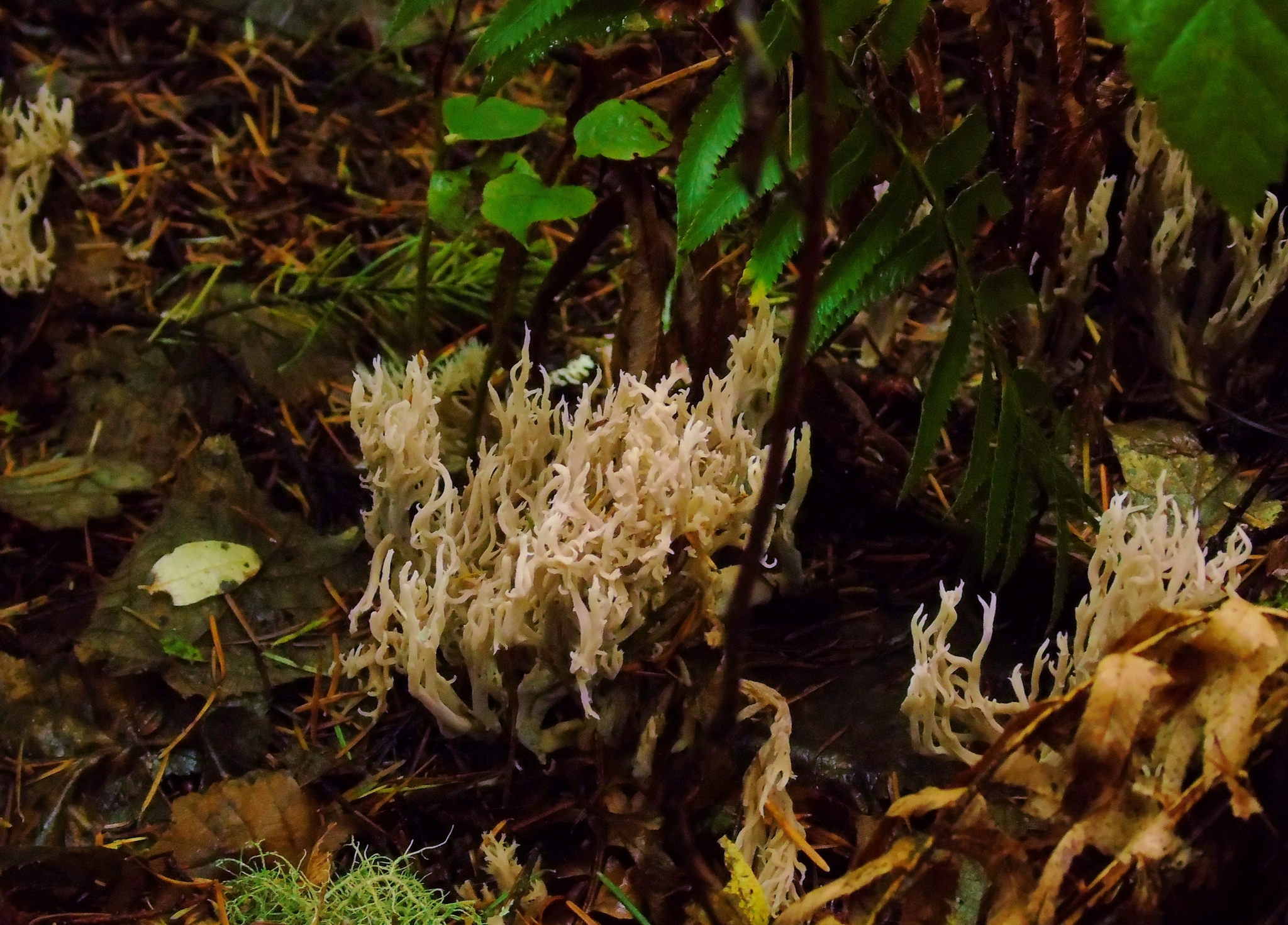 Ramaria abietina image