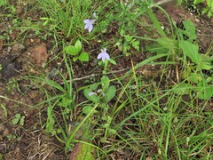 Lobelia appendiculata
