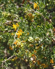 Medicago arborea