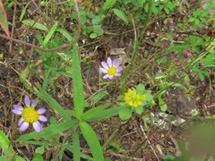 Astranthium ciliatum