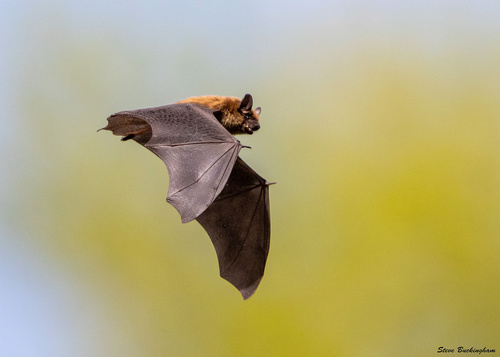 Big Brown Bat photographed in New Jersey