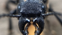 Spondylidini