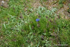 Jasione laevis