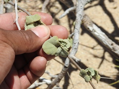 Sphaeralcea coulteri