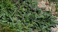 Pilosella argyrocoma