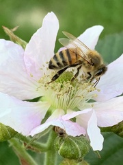 Apis mellifera