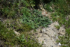 Pilosella argyrocoma