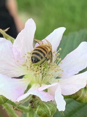 Apis mellifera