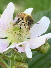 Apis mellifera