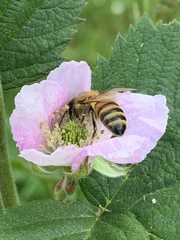 Apis mellifera