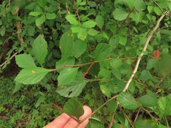 Crataegus calpodendron