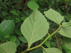 Crataegus calpodendron