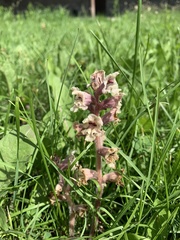 Orobanche owerinii