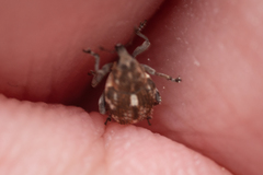 Rhinoncus pericarpius