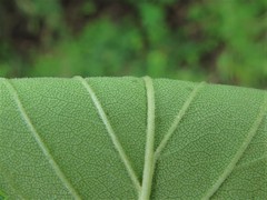 Crataegus calpodendron