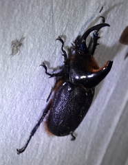 Heterogomphus schoenherri