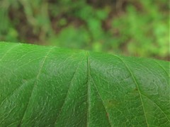 Crataegus calpodendron