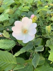 Rosa canina
