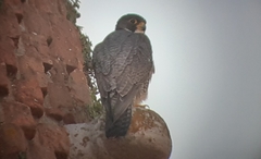 Falco peregrinus brookei