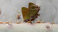 Callophrys xami
