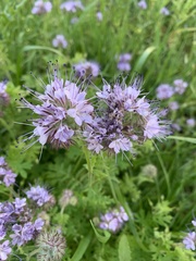 Phacelia tanacetifolia