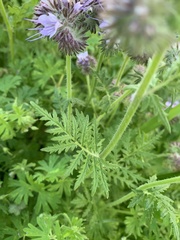 Phacelia tanacetifolia