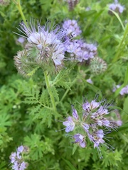 Phacelia tanacetifolia