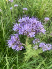 Phacelia tanacetifolia