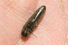 Synaptus filiformis