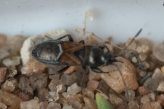 Macrodema microptera
