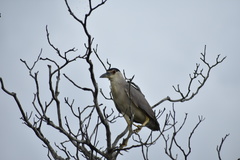 Nycticorax nycticorax image