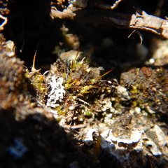 Pterygoneurum ovatum