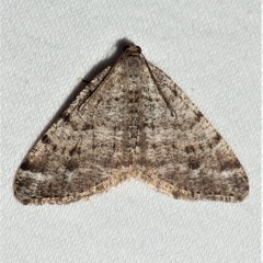 Macaria sexmaculata