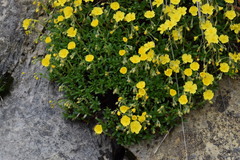Helianthemum oelandicum