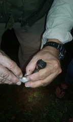 Leptodactylus albilabris