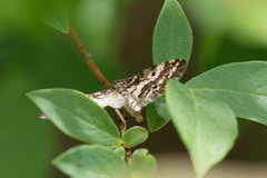 Eufidonia discospilata