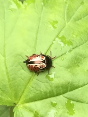 Calligrapha spiraeae