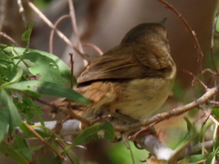 Acrocephalus scirpaceus baeticatus
