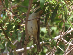 Acrocephalus scirpaceus baeticatus