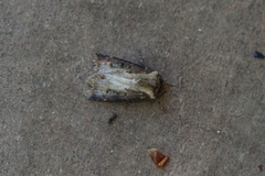 Agrotis vancouverensis