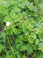 Ranunculus aconitifolius