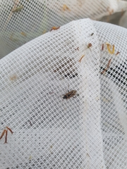 Xanthochilus quadratus