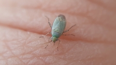 Plagiognathus bipunctatus